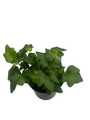 Irish Ivy - 4" Pot - Hedera English Ivy