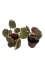 Variegated Strawberry Begonia Plants - 2 pack in 2.5" Pots - Saxifraga stolonifera