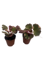 Variegated Strawberry Begonia Plants - 2 pack in 2.5" Pots - Saxifraga stolonifera