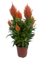 Grower's Choice Celosia - Live Plant - 4" Pot - Colorful Summer Blooms