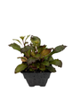 Starship Scarlet Cardinal Plant - Quart Pot - Perennial - Lobelia