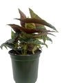 Silver Spot Angel Wing Begonia Plant - Begonia maculata - 4" Pot