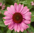 Prairie Splendor Coneflower - Quart Pot - Echinacea - Perennial