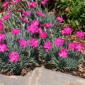 Neon Star Dianthus - Garden Pinks - Perennial- Quart Pot