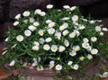 White Wonder Ice Plant - Delosperma - Quart Pot- Perennial - Live Plant