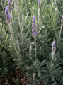 French Lavender Plant - 3" Pot - Lavender dentata - Indoors/Out
