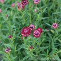 Cranberry Rose Strawflower Plant - Helichrysum bracteacum - Paper Daisy - 3" Pot