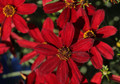 Sizzle & Spice Hot Paprika Coreopsis Plant - Tickseed - Live Plant - Gallon Pot