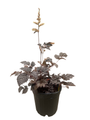 Chocolate Shogun Astilbe - Shade Perennial - Live Plant - Gallon Pot