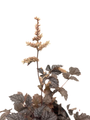 Chocolate Shogun Astilbe - Shade Perennial - Live Plant - Gallon Pot