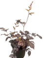 Chocolate Shogun Astilbe - Shade Perennial - Live Plant - Gallon Pot