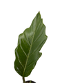 Rare Caramel Marble Philodendron - 4" Pot - Collector's Series