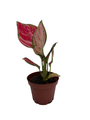 Richard Chinese Evergreen Plant - Aglaonema - Low Light - 4" Pot