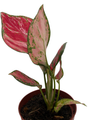 Richard Chinese Evergreen Plant - Aglaonema - Low Light - 4" Pot