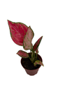 Richard Chinese Evergreen Plant - Aglaonema - Low Light - 4" Pot