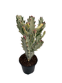 Dragon's Bone- Euphorbia Lactea - 4" Pot