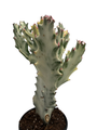 Dragon's Bone- Euphorbia Lactea - 4" Pot