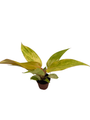 Orange Marmalade Philodendron - 2" Pot - Collector's Series