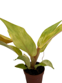 Orange Marmalade Philodendron - 2" Pot - Collector's Series