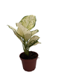 Super White Chinese Evergreen Plant - Aglaonema - Low Light - 4" Pot