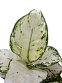 Super White Chinese Evergreen Plant - Aglaonema - Low Light - 4" Pot
