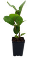 Sea Grape Tree -  Coccoloba uvifera  - 2.5" Pot - Live Tropical Houseplant