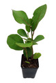 Sea Grape Tree -  Coccoloba uvifera  - 2.5" Pot - Live Tropical Houseplant