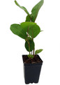Sea Grape Tree -  Coccoloba uvifera  - 2.5" Pot - Live Tropical Houseplant