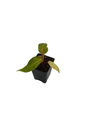 Rare Painted Lady Philodendron - 2.5" Pot - Collector's Series