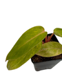 Rare Painted Lady Philodendron - 2.5" Pot - Collector's Series