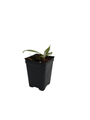 White Wizard Philodendron - Collector's Series -2.5" Pot - Houseplant