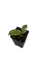 White Wizard Philodendron - Collector's Series -2.5" Pot - Houseplant