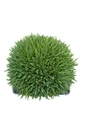 Tiny Rubies Dianthus - Fragrant/Hardy Groundcover - Quart Pot