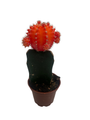 Orange Grafted Moon Cactus - 2.5" Pot - Live Plant