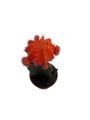Orange Grafted Moon Cactus - 2.5" Pot - Live Plant