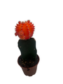 Orange Grafted Moon Cactus - 2.5" Pot - Live Plant