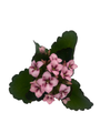 Raspberry Kalanchoe - 2.5" Pot - In Bud and Bloom / Houseplant