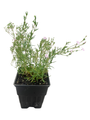Pink Creeping Babies Breath Plant - Quart Pot - Gypsophila repens Rosea