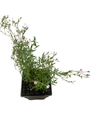 Pink Creeping Babies Breath Plant - Quart Pot - Gypsophila repens Rosea