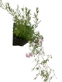 Pink Creeping Babies Breath Plant - Quart Pot - Gypsophila repens Rosea