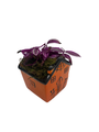 Spooky Orange Haunted House Ceramic Planter with Mystery Live 4" Houseplant