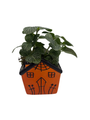 Spooky Orange Haunted House Ceramic Planter with Mystery Live 4" Houseplant