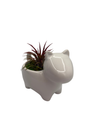 Ceramic Dog Planter plus Live Air Plant - Tillandsia - 2.5" Pot