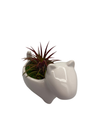 Ceramic Dog Planter plus Live Air Plant - Tillandsia - 2.5" Pot