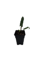 Purple Sword Elephant Ear Plant - 2.5" Pot - Alocasia lauterbachiana - Houseplant