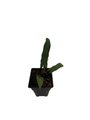 Purple Sword Elephant Ear Plant - 2.5" Pot - Alocasia lauterbachiana - Houseplant