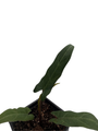 Purple Sword Elephant Ear Plant - 2.5" Pot - Alocasia lauterbachiana - Houseplant
