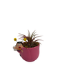 Ceramic Pink Bee Planter plus Live Air Plant - Tillandsia - 3" Pot