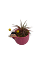 Ceramic Pink Bee Planter plus Live Air Plant - Tillandsia - 3" Pot