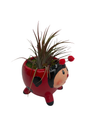 Red Ceramic Ladybug Planter plus Live Air Plant - Tillandsia - 3" Pot